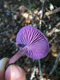 Violetter Lacktrichterling (Laccaria amethystina)